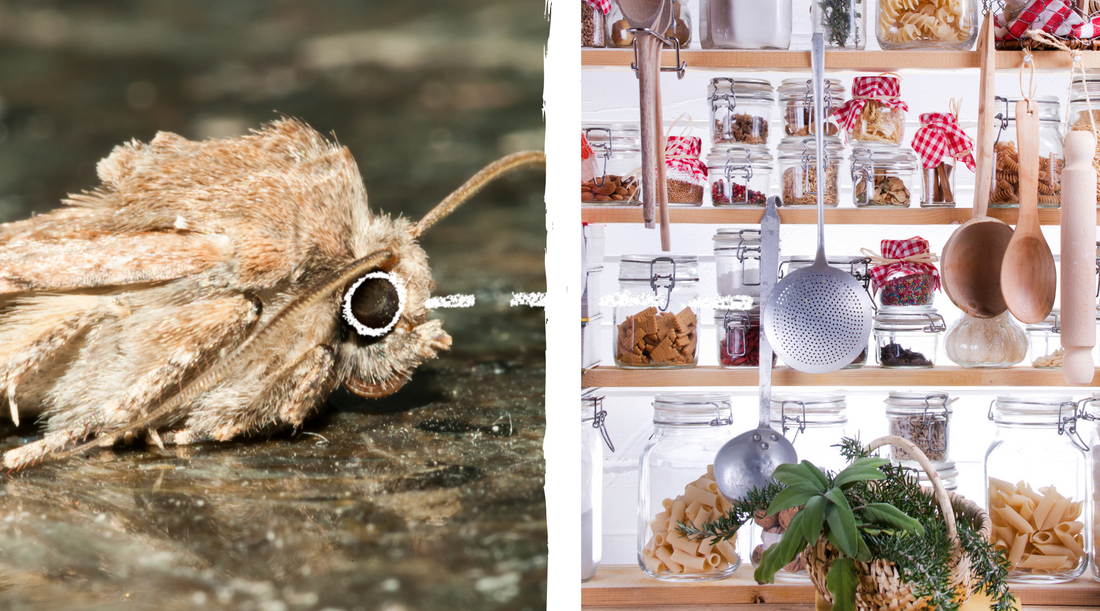 A picture of a moth and a picture of glass jars filled with food on a shelf.