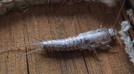 A silverfish.