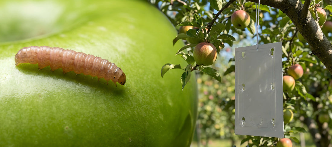 Codling Moth in Apple Trees: Signs, Timing & How to Use a Pheromone Trap