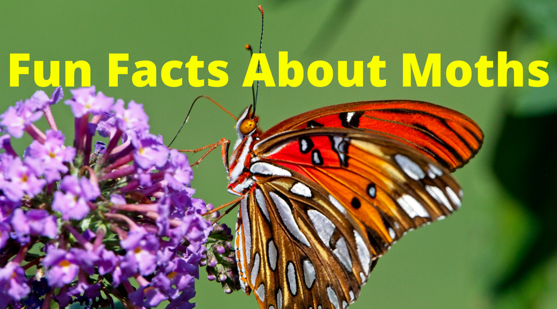 A colorful moth on a flower and the text Fun Facts About Moths.