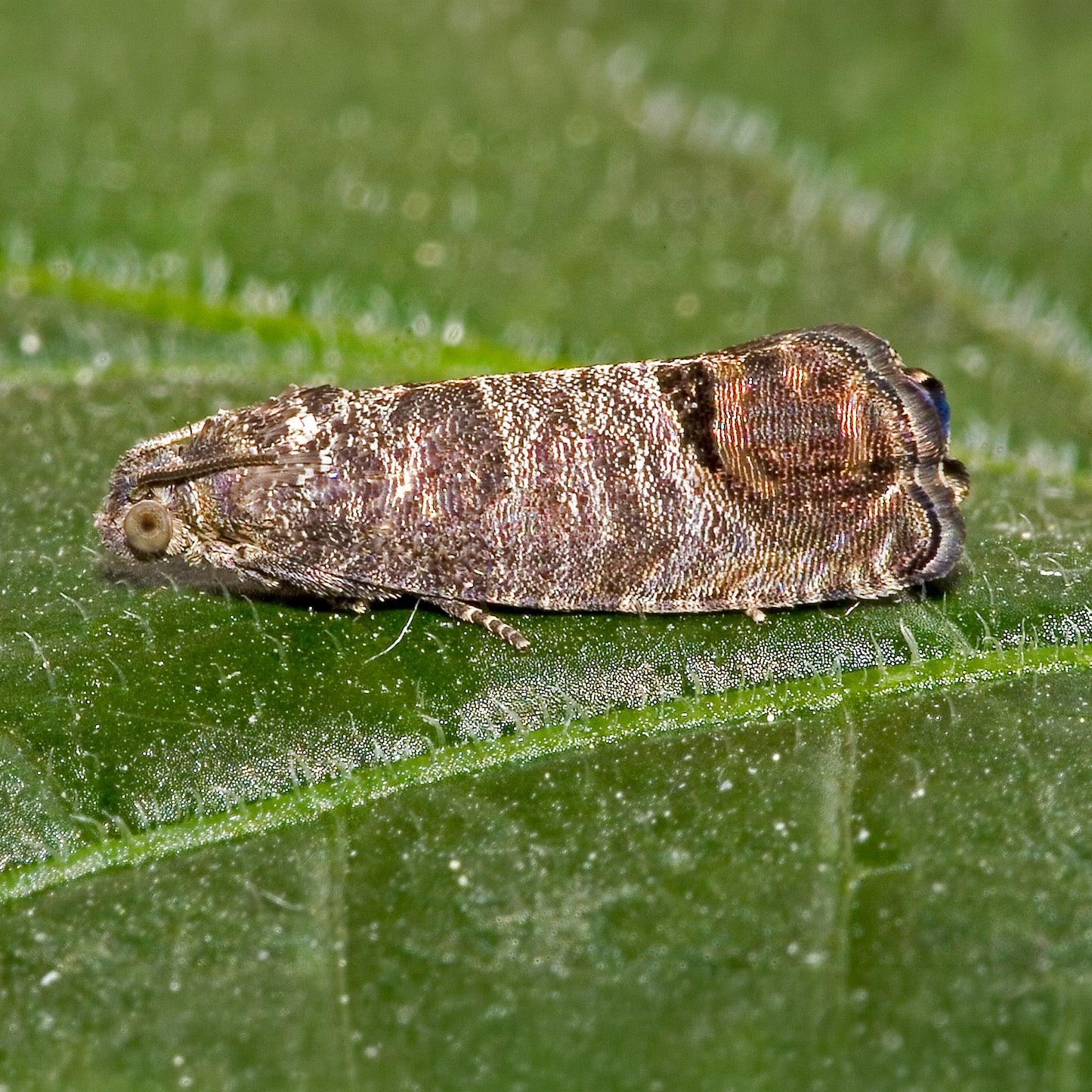 Codling Moth Pheromone Trap