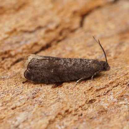 Plum Moth Pheromone Trap