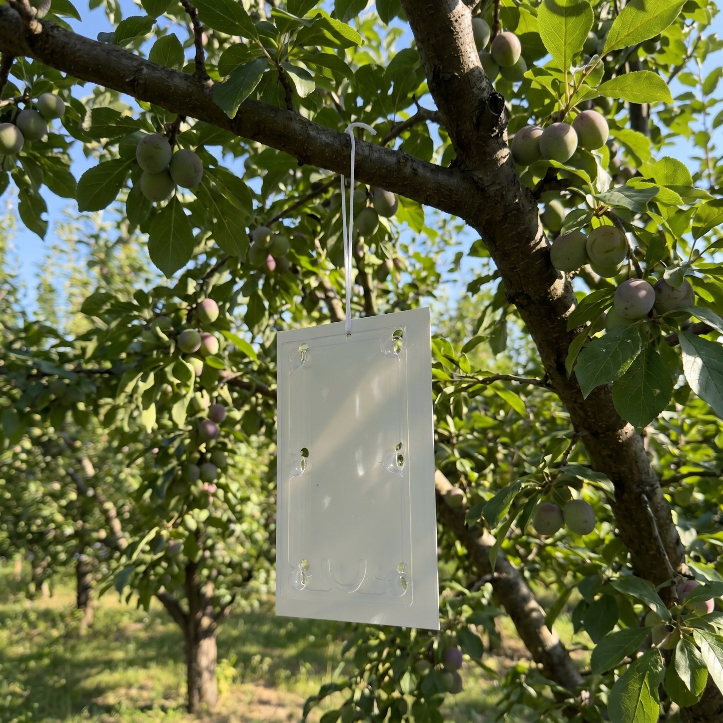 Plum Moth Pheromone Trap