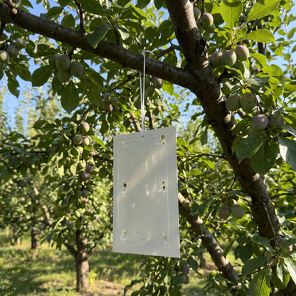 Plum Moth Pheromone Trap