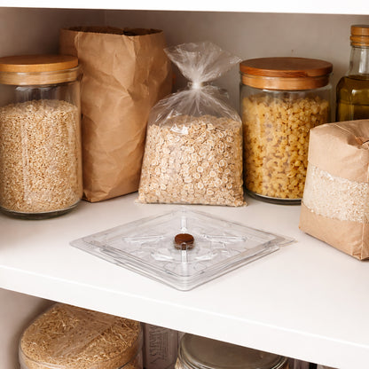 Wheat and grain weevil trap placed near cupboard and food storage